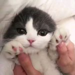 猫猫做错什么-资源-视频-教程-黑料-论坛天叶